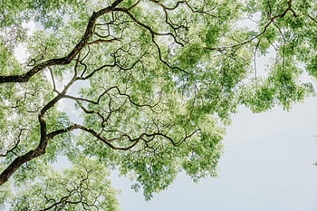 緑の葉のある木、 ローアングル写真、 明るい夏の眺め、 木の枝、 葉、 澄んだ青い空、 自然写真、 屋外の風景、 自然の美、 樹冠、 夏の風景