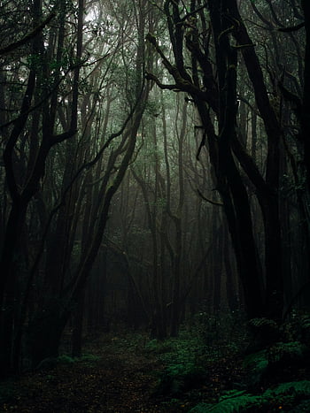 temný les, děsivá atmosféra, tyčící se stromy, tajemná atmosféra, fotografování přírody, Atmosférický les, lesnické fotografie, tmavé stromy, lesní scény, milovníky přírody, lesní nálada