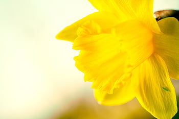 Velikonoční zvon, narcis, jaro, jarní květiny, Příroda, začátek jara, velikonoční květiny, velikonoční