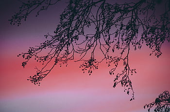 sunset, tree, branches, silhouettes, tree Silhouette, dusk, twilight, pink Sky, sky, afterglow, nature