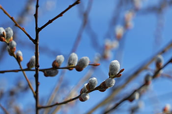 pastvina, willow catkin, jaro, v neděli, jehnědy, ochlupený, Rostlina vrba, větev, Příroda, jarní probuzení, načechraný