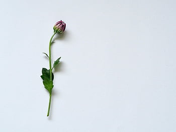 fiore petalo viola, superficie bianca, primo piano minimalista, bocciolo di fiori singolo, sfondo bianco, design semplice, fotografia di fiori, immagine floreale, fiore viola, design minimalista
