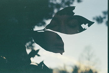 double exposure, woman, leaves, film photograph, person's face, sky background, artistic photography, nature blend, silhouette effect, creative composition, outdoor scene