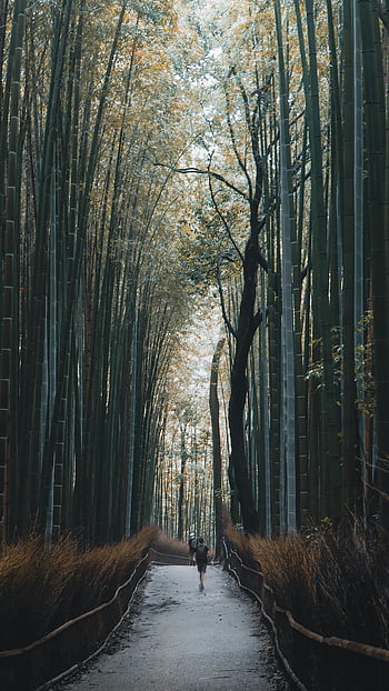 Sagano Bamboo Forest, Arashiyama, Kyoto, Japan, serene path, towering bamboo, tranquil escape, natural beauty, peaceful walkway, lush greenery, scenic landscape