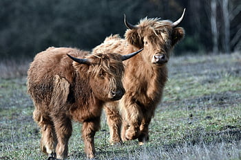highland Cattle, cows, pasture, cattle, horns, field, animals, livestock, meadow, countryside, nature