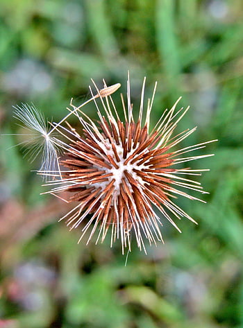 たんぽぽ、 種、 工場、 taraxacum officinale、 シードヘッド、 春、 自然、 マクロ、 閉じる