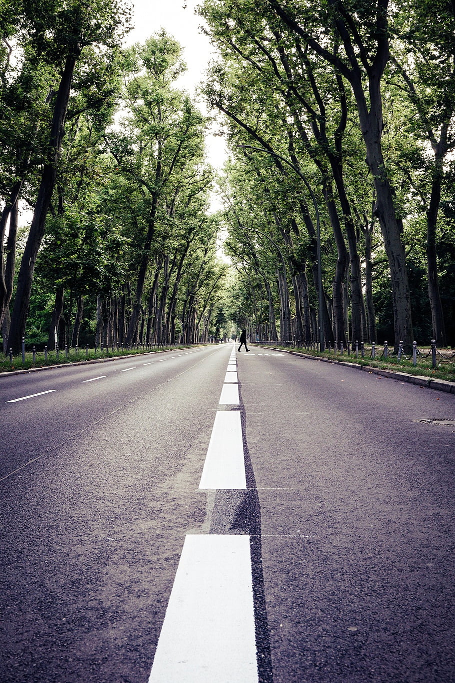 avenue, silnice, stromy, ulice, chodník, asfalt, Příroda, krajina