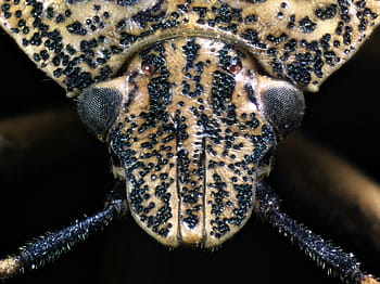 Rhaphigaster Nebulosa, hemiptera, heteroptera, pentatomidae, Pentatominae, Pentatomini, ohnisko zásobníku, makro, Raspberry HQ, Zerene stacker, diy