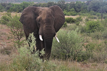 africano, elefante, Toro, carta da parati hd, si avvicina, zanne, grande 5, nella stanza, big five, avorio, tronco