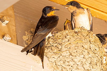 barn Swallow, swallow Nest, swallow Feeding, swallow Fledgling, swallow, nest, feeding, nature, bird, avian, hunger