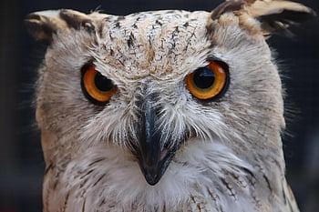 eagle Owl, nature, bird, animal, owl, eurasian Eagle Owl, bubo Bubo, bird Of Prey, predator, hunter, wildlife