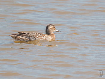 Garganey, wanita, querquedula spatula, mallorca, Spanyol, S'Albufera, Sa Roca hide, canon 70d, Canon EF 100-400, burung, unggas air
