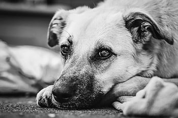 犬、 ペット、 犬歯、 動物、 毛皮、 鼻、 哺乳類、 犬の肖像画、 動物の世界、 動物相、 家畜