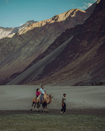 naik unta, lanskap gurun, lembah nubra, Ladakh, India, pasangan, perjalanan, petualangan, alam, gunung, bukit pasir
