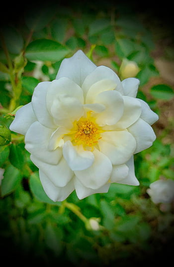 china Rose, white Rose, rose, garden, beautiful Flowers, flower, flower Wallpaper, flower Background, blossom, rosa Chinensis, rose Flower