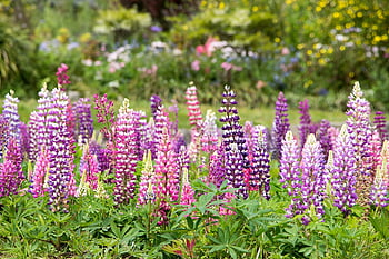 flowers, flower Wallpaper, delphiniums, garden, summer, beautiful Flowers, flower Background, nature, bloom, flora, blooming