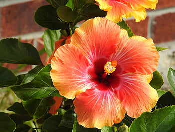 hibiscus, orange, peach, flower, bloom, nature, blossom, plant, mallow, pistil, petals