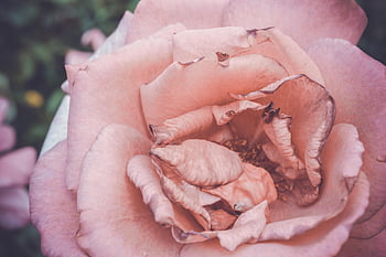 fiori, germoglio, rosa, giardino, tenerezza, raffinatezza, eleganza, petali, fiore, Rose, fioritura