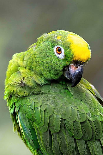 parrot, bird, macaw, plumage, amazon, nature, exotic, colorful, ornithology, aviary, yellow-fronted Amazon Parrot