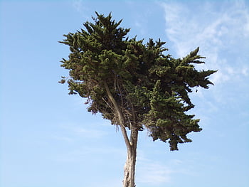 木、 空、 雲、 枝、 葉、 トランク、 木の幹、 一本の木、 自然