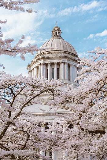 Kirschblüten, Kapitol des Staates Washington, Kapitol Kuppel, Olympia WA, Frühlingsblumen, atemberaubenden Blick, Kirschblüten in Blüte, State Capitol Building, architektonische Schönheit, rosa Blüten, blauer Himmel