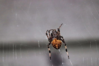 spider, arachnid, spider Web, cobweb, web, orb, weaver, insect, bug, arachnophobia, nature