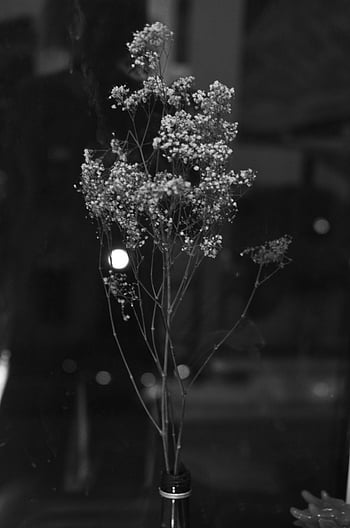 gypsophila flowers, blooming gypsophila, black and white, minimalist arrangement, elegant flowers, bottle arrangement, delicate flowers, minimalist flowers, black and white flowers, gypsophila in bottle, elegant gypsophila