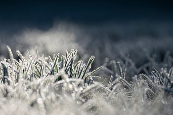 icing, grass, morning Frost, cold, nature, frost, frozen, illuminated, shine, reflection