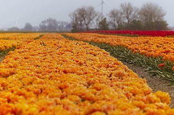 tulipány, tulipán, krásné květiny, květinové tapety, oranžový, tulipán žárovky, květiny, jaro, Nizozemí, flóra, Holandsko