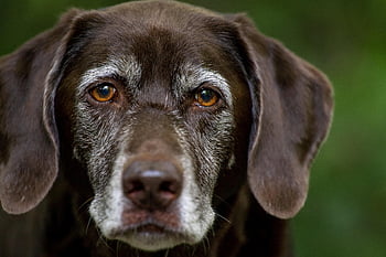 labradorský retrívr, Pes, hlava, štěně, čokoládový labrador, labrador, Příroda, čistokrevný, domácí zvíře, zvíře, domácí pes