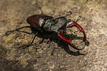Brown Beetle, Lucanus cervus, detailed image, mandibles, rocky surface, insect, close-up, nature, wildlife, entomology, stag beetle