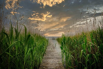 web, rákos, mraky, jezero, krajina, Příroda, promenádě, voda, nálada, cesta, přírodní rezervace