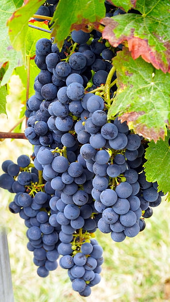 grapes, vine, grapevine, fruit, bunch, tree, branch, leaves, nature, foliage