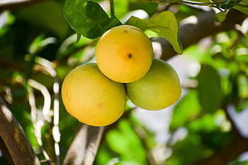 citrón, zralý, Limetka, ovoce, zdravý, čerstvý, šťáva, jídlo, šťavnatý, limonáda, žlutá