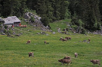 il campo di detriti, prato, rocce, pascolo, capanna, alm, appenzell, cappello, campo, degustazione, celebrazione