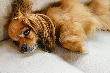 papillon, continental Toy Spaniel, dog, domestic Animal, mammal, small Dog, canine, animal, pet