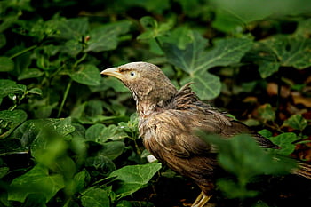 babbler, pták, listy, zvíře, peří, zobák, Příroda, rostlin, ptačí, volně žijících živočichů, portrét