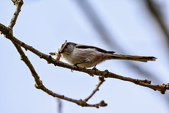 animal, forest, wood, bird, wild Bird, nature, energy Guide, predators, insect, meal, natural