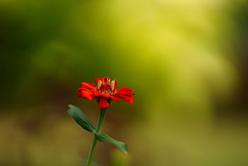 zinnia, fleur, papier peint à fleurs, plante, zinnia orange, Zinnia elegans, pétales, Floraison, fond de fleur, belles fleurs, flore