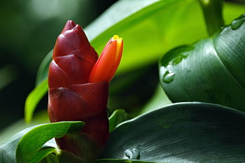Costus, 꽃, 식물, 인디언 헤드 생강, 이슬, 젖은, 이슬 방울, 빨간 꽃, 이파리, 자연, 빗방울