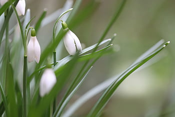 sněženka, galanthus, Příroda, květy, bílý, jaro, příznaky jara, brzy bloomer, květ, zahrada