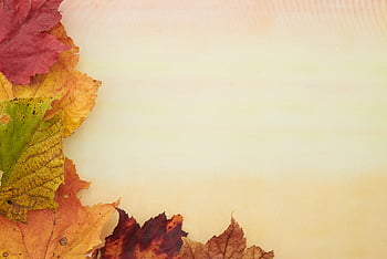 fall, harvest, background, autumn, leaves, foliage, leaf, minimal, copyspace, creative, holiday