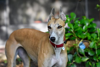 Pes, chrt, závodní pes, domácí zvíře, gauč brambory, chrtí gang, zvíře, Sarasota Kennel