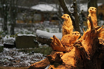 sababurg, meerkats, zoo, winter, mountains, animals, nature, wildlife