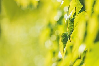 plant, ivy, leaves, wall, wild Wine, climber, greenery, nature