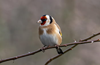 goldfinch, bird, animal, carduelis Carduelis, wildlife, plumage, branch, perched, beak, nature, birdwatching