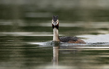 great Crested Grebe, lake, water, bird, nature, water Bird, animal World, swim, bill