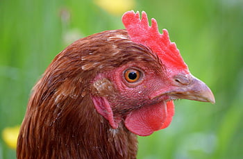chicken, bird, animal, hen, poultry, farm, feathers, plumage, wildlife, nature, henne