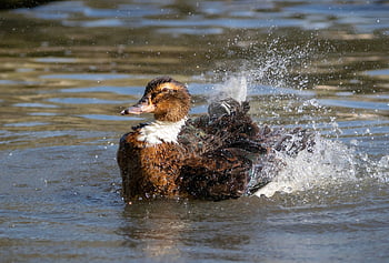 duck, bird, waterfowl, water Bird, aquatic Bird, animal, plumage, wild Duck, nature, wild Bird, wildlife