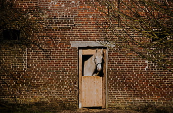 dier, paard, zoogdier, soort, fauna, paarden, natuur, portret, paardenkop